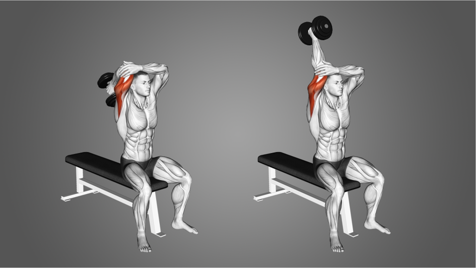Overhead Triceps Extension vs Skull Crusher: Differences, Benefits & Muscles Worked